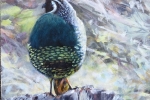 SLH-quail.wb