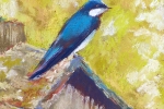 SLH-swallow on birdhouse-wb