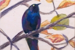 SLH-blackbird-wb