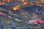 SLH-Salmon.stream-wb