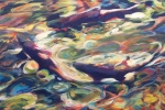 slh-circlingfish-wb