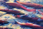 slh-sockeye-wb