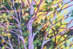 SLH-Summeraspen-wb