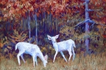 slhwhitedeerwb
