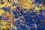 SLH-fall aspen.wb