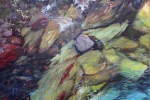 SLH-fernview-thetruthofiron-36x36-wb