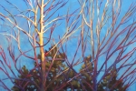 wintertree-wb wintertree-wb